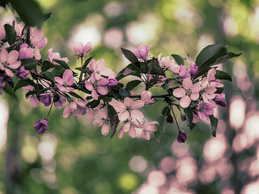 草莓视频app在线下载 草莓视频app在线下载